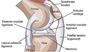Anatomy - Knee Image