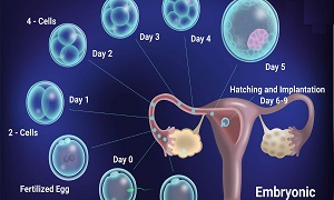 Embryo Development Image 1