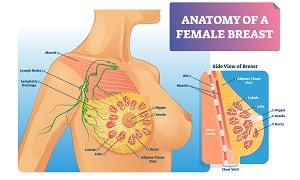 Breast Anatomy Image