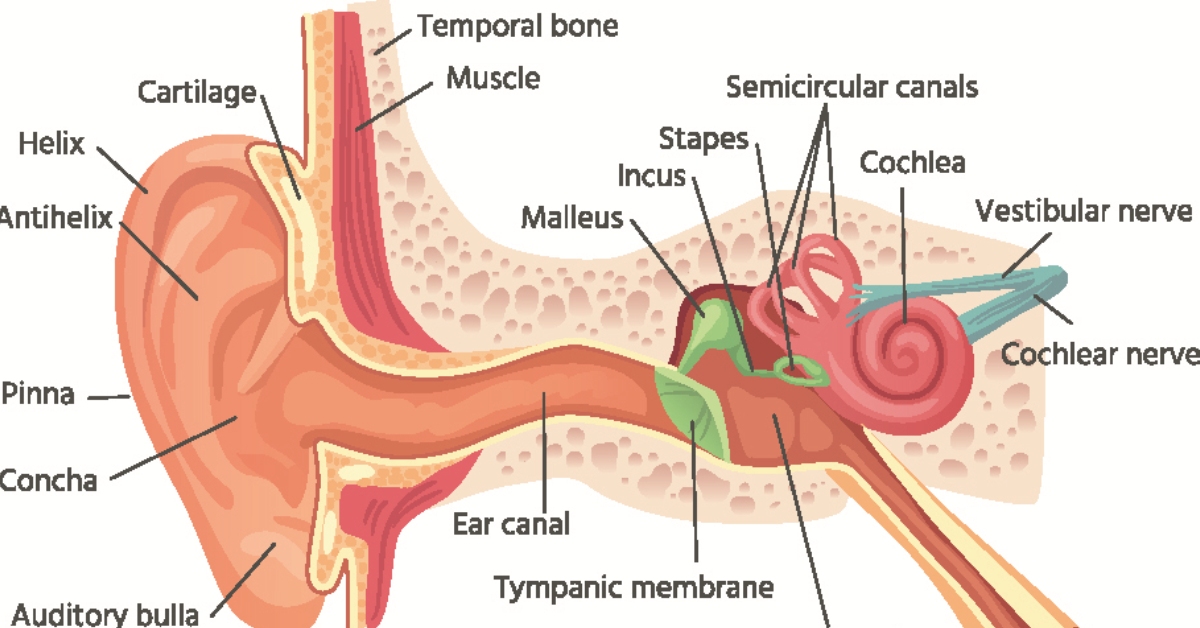 Eustachian Tube Dysfunction image