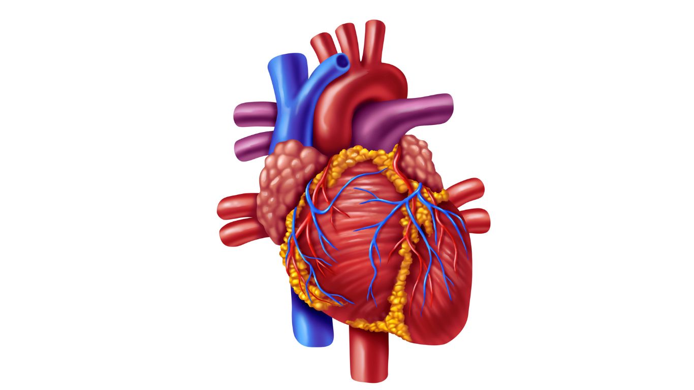 Rheumatic Heart Disease