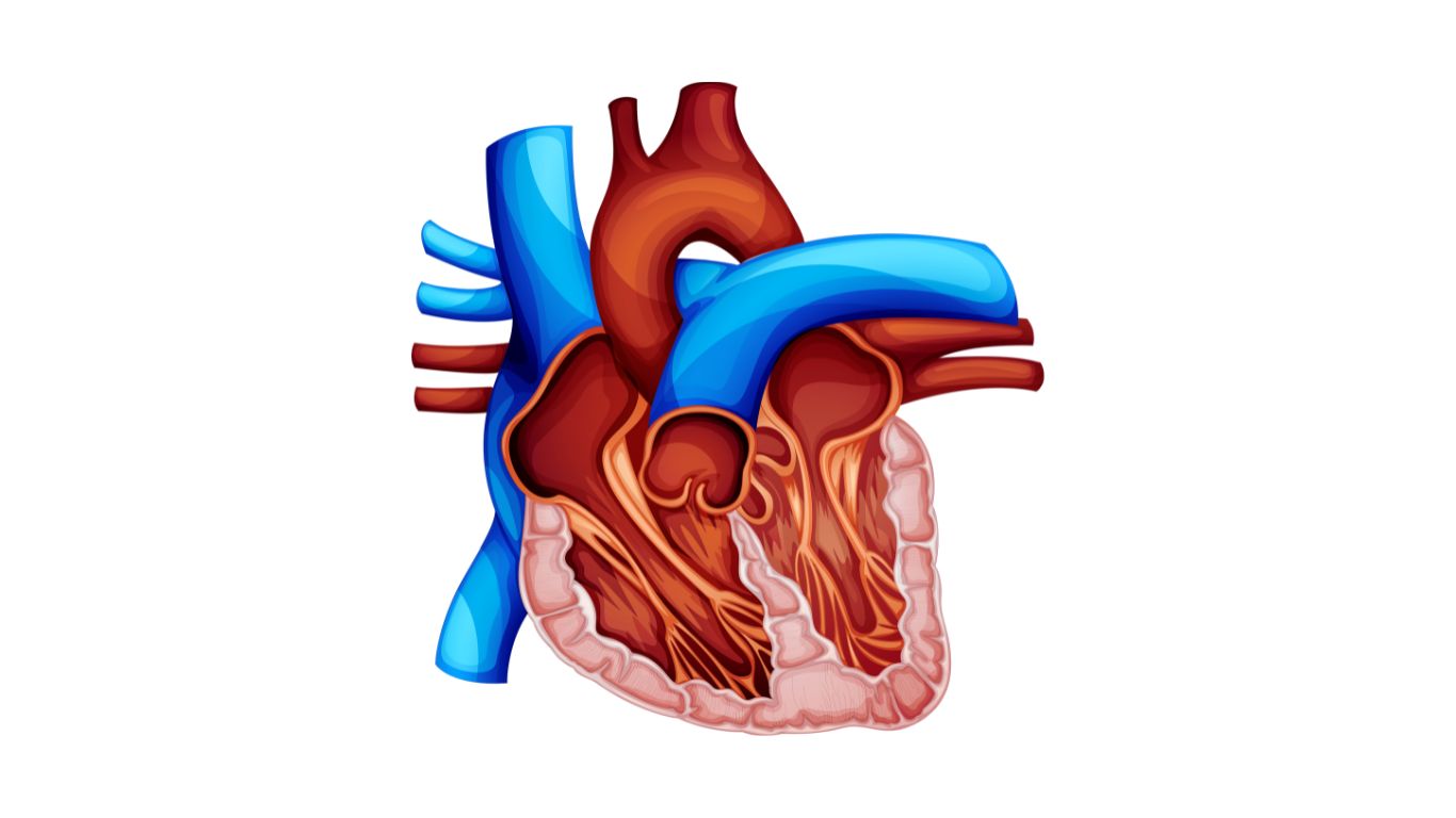 Double Outlet Right Ventricle (DORV)